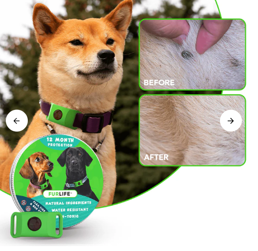 Comfurr Tick Tag - 12 Months Flea and Tick Protection